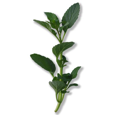 Derived from peppermint, menthol gives the skin a calm and cool feeling. It is also used in ...