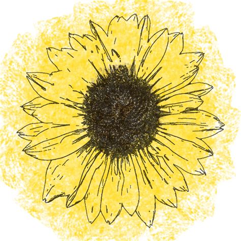 Sunflower Line Drawing Free Stock Photo - Public Domain Pictures