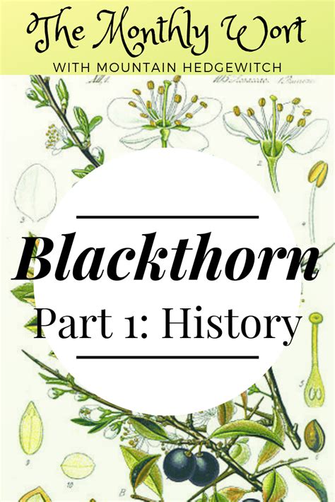 Blackthorn Family Tree