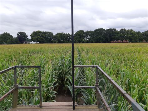 Mapping a Corn Maze with a GPS watch | stcase.dev