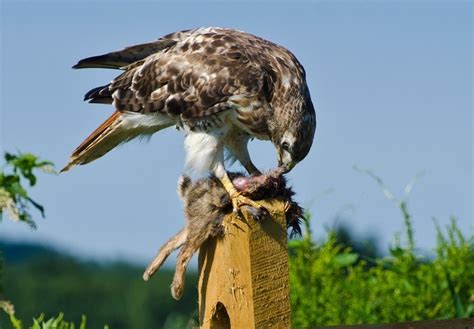 Can You Eat a Hawk Bird? Discover the Truth - Healing Picks