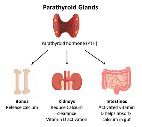 Parathyroid Gland - Hormones Australia