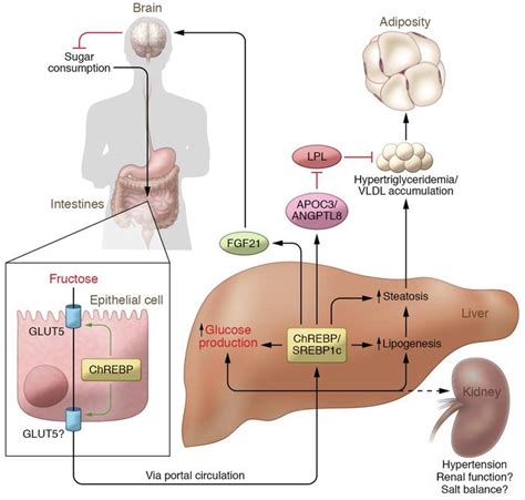 JCI - Fructose metabolism and metabolic disease