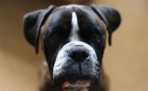 Download Muzzle Dog Animal Boxer (dog) HD Wallpaper