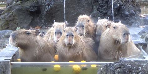 Gaze upon 7 capybaras chilling in a hot spring and find your moment of Zen - The Daily Dot