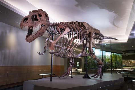A világ legdrágább dinó csontváza újra látható Chicagóban