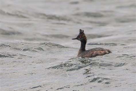 Eared Grebe | BirdForum