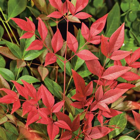 Nandina domestica 'Obsessed' Heavenly Bamboo Hardy Evergreen Shrub | 9cm Pot | eBay