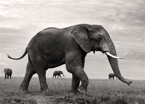 Near and Far Photo by YARON SCHMID — National Geographic Your Shot Image Elephant, Elephant ...