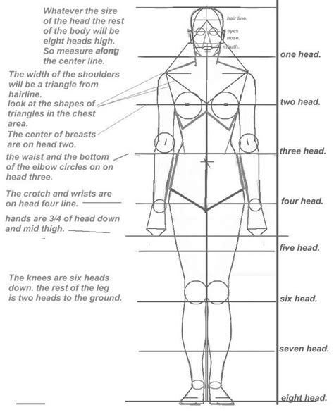 basic human proportion sheet | Drawing body proportions, Drawing skills