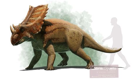 Chasmosaurus | Fossil Wiki | Fandom