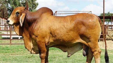 Brahman Rojo | Ganado cebú, Cebu, Ganado