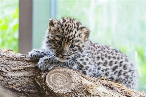 40 Fascinating Facts About the Amur Leopard