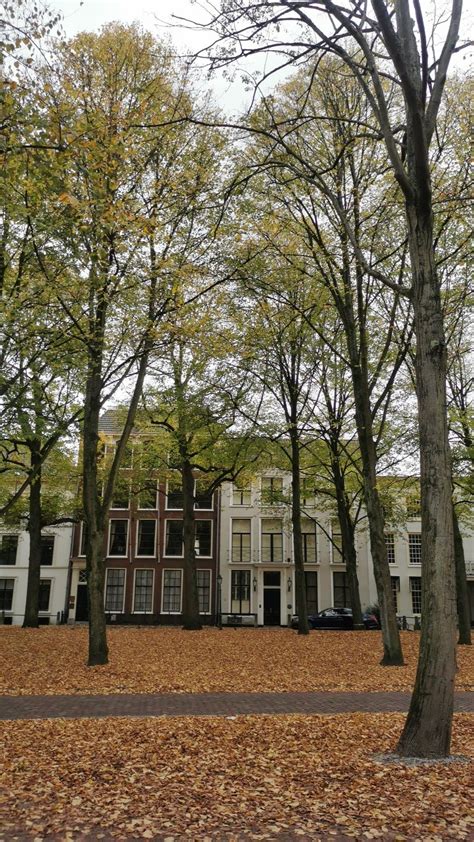 The hague🤍 | Plants, Tree, Garden