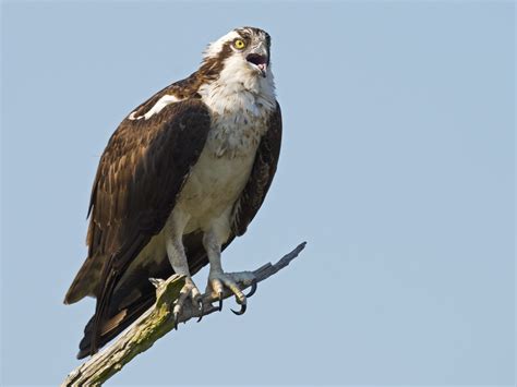 Learn to Identify Ospreys by Their Markings and Behaviors | Cooper's ...