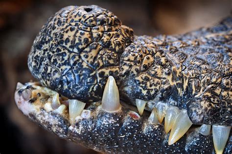 West African Dwarf Crocodile's Teeth 02-16-14 | West African… | Flickr