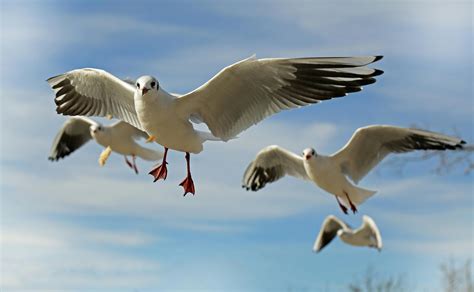 Flock of Seagulls Flying during Daytime · Free Stock Photo