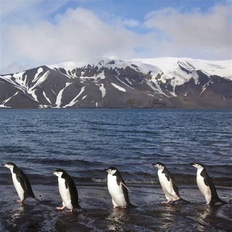 March of the Penguins | March of the penguins, Antarctica, Southern ocean