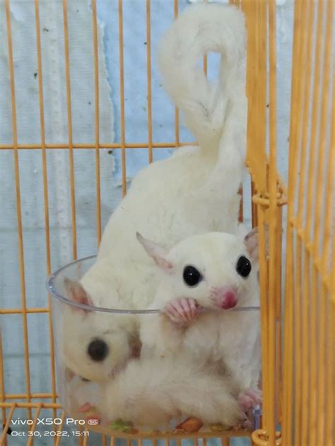 leucistic sugar glider one pair with cage for sale, Pet Supplies, Homes & Other Pet Accessories ...