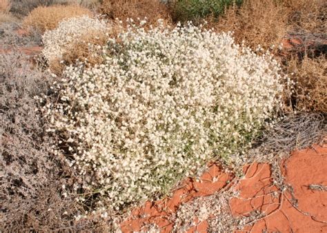 Australian Desert Plants - Amaranthaceae