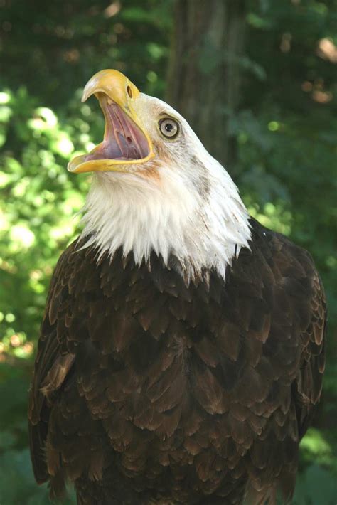 World Bird Sanctuary: World Bird Sanctuary Inspired My Daughter!