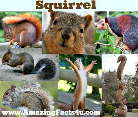 Weird Facts About Squirrels | mandyscharms