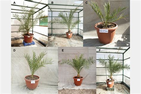 Scientists Grow Date Palms From 2,000-Year-Old Seeds - InsideHook