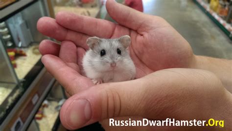 My Russian Dwarf Hamster Keeps Biting Me? What To Do...