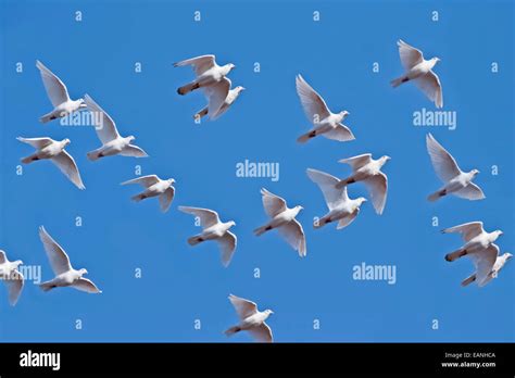 White Pigeons Flying on blue sky Stock Photo: 75462698 - Alamy