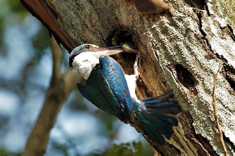 The Vibrant World of Kingfishers (Alcedinidae)