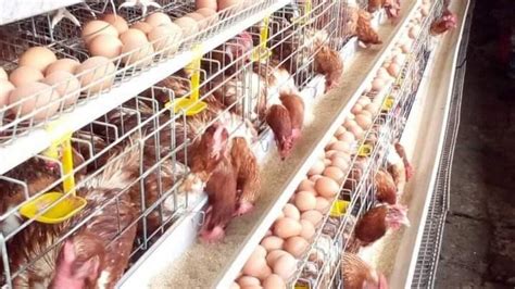 Poultry farm egg production business - Ecochicks Poultry Ltd