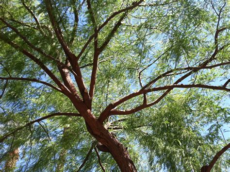 Mesquite Tree | Mesquite tree, Tree, Goat shed