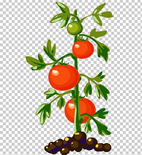 Tomato Plant Vegetable Vine PNG, Clipart, Artwork, Bell Pepper, Branch, Cherry Tomato, Drawing ...