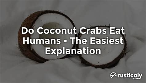 Do Coconut Crabs Eat Humans ~ Complete & Easy Answer