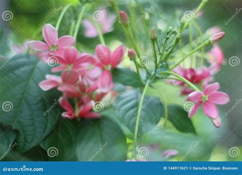 A Stunning Bouquet of Chinese Honeysuckle Flowers. Stock Image - Image of blooming, stunning ...