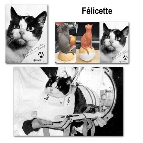 Félicette – showing her portait, preparing the statue and installed in her space capsule ...