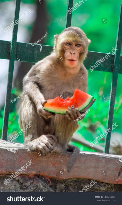 14,582 Monkey Eat Fruit Images, Stock Photos & Vectors | Shutterstock