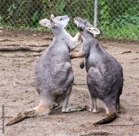 kissing kangaroo | Buy Photos | AP Images | DetailView