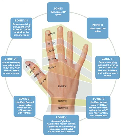 Emergency Department Management of Extensor Tendon Lacerations - Page 3 of 4 - ACEP Now | Page 3