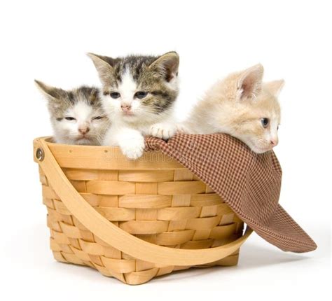 Three kittens in a basket stock image. Image of rest, cats - 1012771