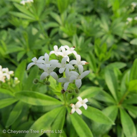 Sweet Woodruff – Cheyenne Tree Farm – Trees, Shrubs, Perennials – Edmonton Nursery & Garden Center