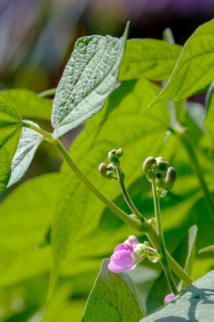 Premium Photo | Beans a flowering bean plant phaseolus