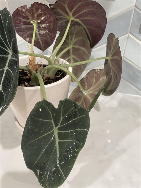 Powdery Mildew Treatment? : r/alocasia