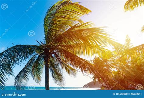 Sun Shining Over Grand Anse Beach at Sunset Stock Photo - Image of shore, caribbean: 165593088