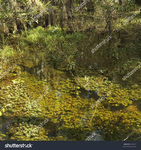 Aquatic Plants In Wetland Of Everglades National Park, Florida, Usa ...