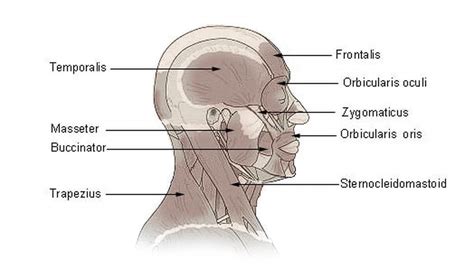 The Muscles of the Head, Trunk and Shoulders - SCIENTIST CINDY