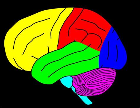 Transcortical sensory aphasia - Alchetron, the free social encyclopedia