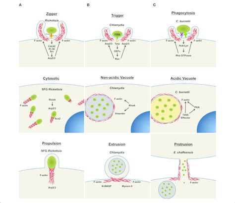 | Intracellular bacteria use host actin for diverse infection events.... | Download Scientific ...