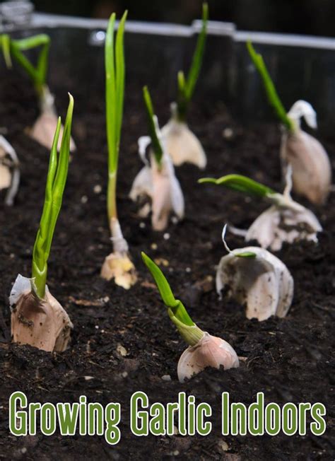 Growing Garlic Indoors