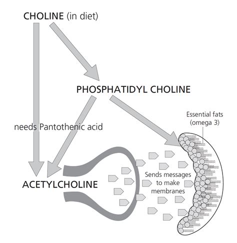 The importance of phospholipids - Food for the Brain